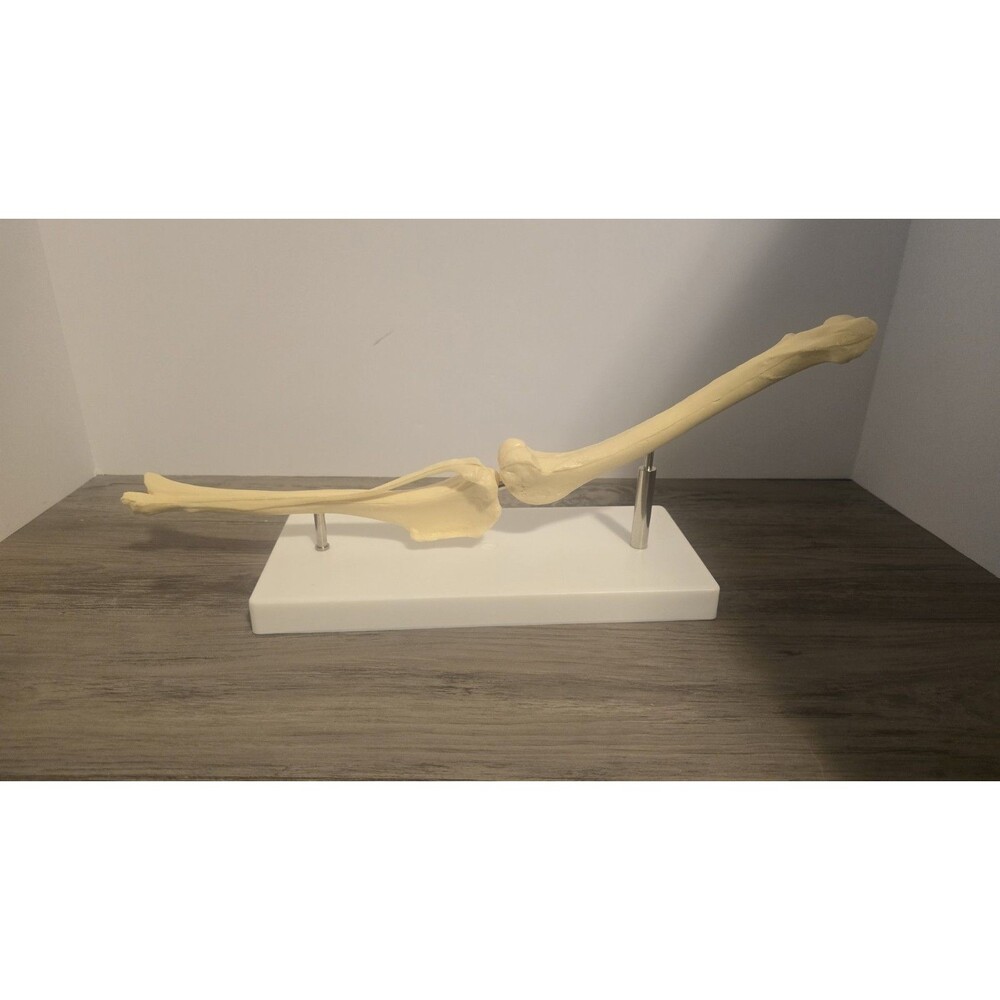 Dog Elbow Joint Model Dog Skeleton Model Pet Veterinary Teaching Model